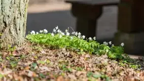 Początki wiosny 2022, leśne krajobrazy - zdjęcie 46