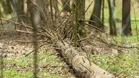 Początki wiosny 2022, leśne krajobrazy - zdjęcie 34