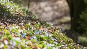 Początki wiosny 2022, leśne krajobrazy - zdjęcie 59