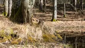 Początki wiosny 2022, leśne krajobrazy - zdjęcie 66