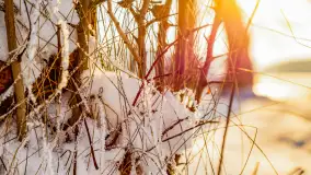 Nowy Sztynort w zimowej aurze, grudzień 2022 - zdjęcie 7