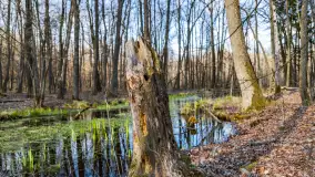 Wiosenny las przy Sztynorcie, kwiecień 2022 - zdjęcie 5