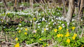 Wiosenny las przy Sztynorcie, kwiecień 2022 - zdjęcie 29