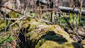 Wiosenny las przy Sztynorcie, kwiecień 2022 - zdjęcie 48