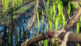 Wiosenny las przy Sztynorcie, kwiecień 2022 - zdjęcie 10