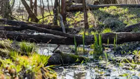 Wiosenny las przy Sztynorcie, kwiecień 2022 - zdjęcie 50