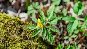 Wiosenny las przy Sztynorcie, kwiecień 2022 - zdjęcie 11