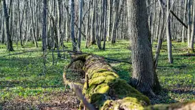 Wiosenny las przy Sztynorcie, kwiecień 2022 - zdjęcie 28