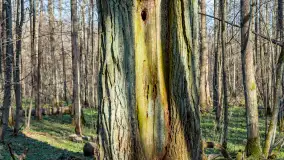 Wiosenny las przy Sztynorcie, kwiecień 2022 - zdjęcie 44