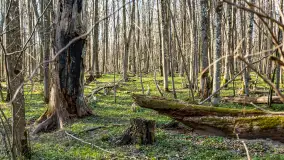 Wiosenny las przy Sztynorcie, kwiecień 2022 - zdjęcie 55