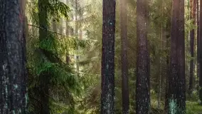 Styczniowy spacer po lesie w okolicach Rucianego-Nidy - zdjęcie 9