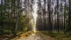 Styczniowy spacer po lesie w okolicach Rucianego-Nidy - zdjęcie 4