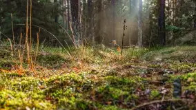 Styczniowy spacer po lesie w okolicach Rucianego-Nidy - zdjęcie 2