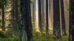 Styczniowy spacer po lesie w okolicach Rucianego-Nidy - zdjęcie 11