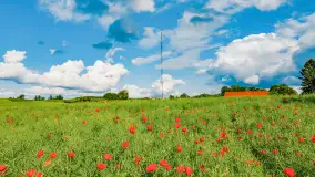 Wiosenny mix ujęć, kwiecień - czerwiec 2022 r. - zdjęcie 55