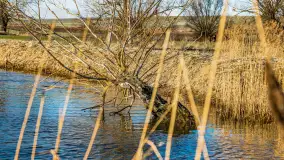 Rzeka Dajna i okolice, luty 2023 - zdjęcie 66