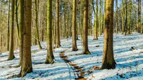 Spacer po lesie kętrzyńskim, górka poznańska i rzeka Guber - zdjęcie 18