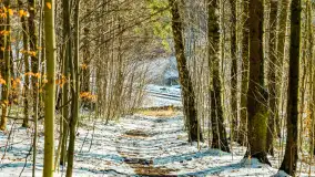 Spacer po lesie kętrzyńskim, górka poznańska i rzeka Guber - zdjęcie 13