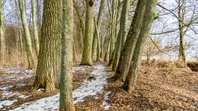 Spacer po lesie kętrzyńskim, górka poznańska i rzeka Guber - zdjęcie 11