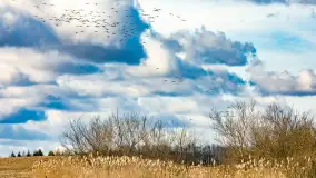 Wiosenne zbiorowiska ptaków, luty 2023 r. - zdjęcie 23