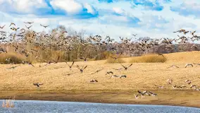 Wiosenne zbiorowiska ptaków, luty 2023 r. - zdjęcie 14