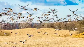 Wiosenne zbiorowiska ptaków, luty 2023 r. - zdjęcie 3