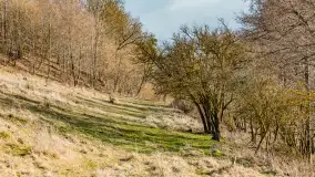 Grodzisko Św. Góra, jezioro Wojnowo, marzec 2023 r. - zdjęcie 35