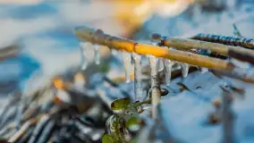 Jezioro Gołdopiwo na początku marca 2023 r. - zdjęcie 12