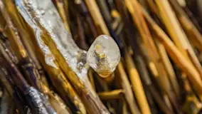 Jezioro Gołdopiwo na początku marca 2023 r. - zdjęcie 22