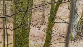 Wschód słońca nad jeziorem Tyrkło, marzec 2023 r. - zdjęcie 59