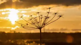 Zachód słońca nad rzeką Guber, kwiecień 2023 r. - zdjęcie 16