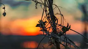 Zachód słońca nad jeziorem Dejguny, Lisi Ogon, kwiecień 2023 r. - zdjęcie 40