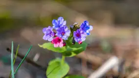 Wiosna i rozlewiska przy jeziorze Siercze niedaleko Gierłoży - zdjęcie 26