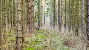 Wiosna i rozlewiska przy jeziorze Siercze niedaleko Gierłoży - zdjęcie 38