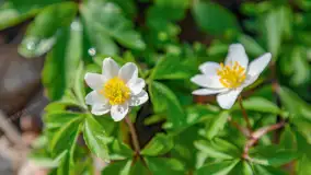 Wiosna i rozlewiska przy jeziorze Siercze niedaleko Gierłoży - zdjęcie 13