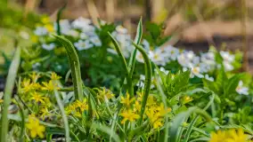 Wiosna już jest, taka prawdziwa, zielona i ciepła - zdjęcie 18