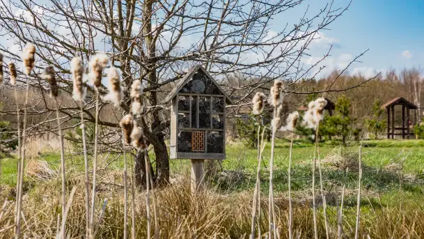 Plaża i ścieżka edukacyjna w Czernikach, jezioro Mój - zdjęcie 5
