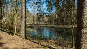 Foto spacer po lesie miejskim w Giżycku, kwiecień 2023 r. - zdjęcie 14