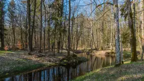 Foto spacer po lesie miejskim w Giżycku, kwiecień 2023 r. - zdjęcie 9