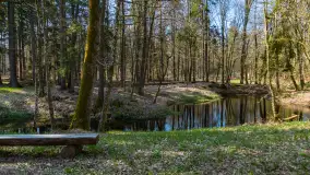 Foto spacer po lesie miejskim w Giżycku, kwiecień 2023 r. - zdjęcie 6