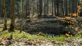 Foto spacer po lesie miejskim w Giżycku, kwiecień 2023 r. - zdjęcie 12