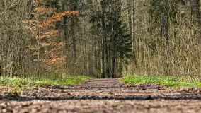 Foto spacer po lesie miejskim w Giżycku, kwiecień 2023 r. - zdjęcie 8