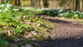 Foto spacer po lesie miejskim w Giżycku, kwiecień 2023 r. - zdjęcie 21