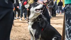 Przy Wilczym Szańcu posadzono 5000 dębów - zdjęcie 52