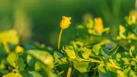 Wiosenny zachód słońca nad Darginem - zdjęcie 25