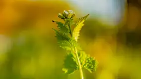 Wiosenny zachód słońca nad Darginem - zdjęcie 39