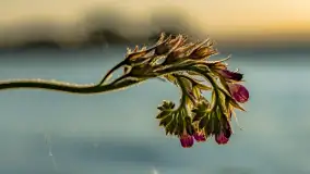 Zachód słońca nad jeziorem Niegocin, maj 2023 r. - zdjęcie 35