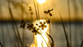 Zachód słońca nad jeziorem Niegocin, maj 2023 r. - zdjęcie 3