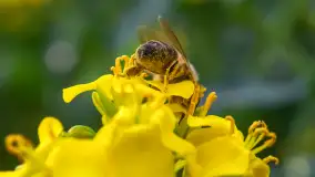 Wspomnienia rzepakowych pól na Mazurach 2023 - zdjęcie 26