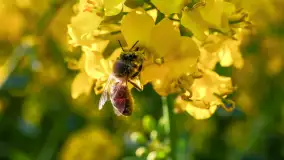 Wspomnienia rzepakowych pól na Mazurach 2023 - zdjęcie 49